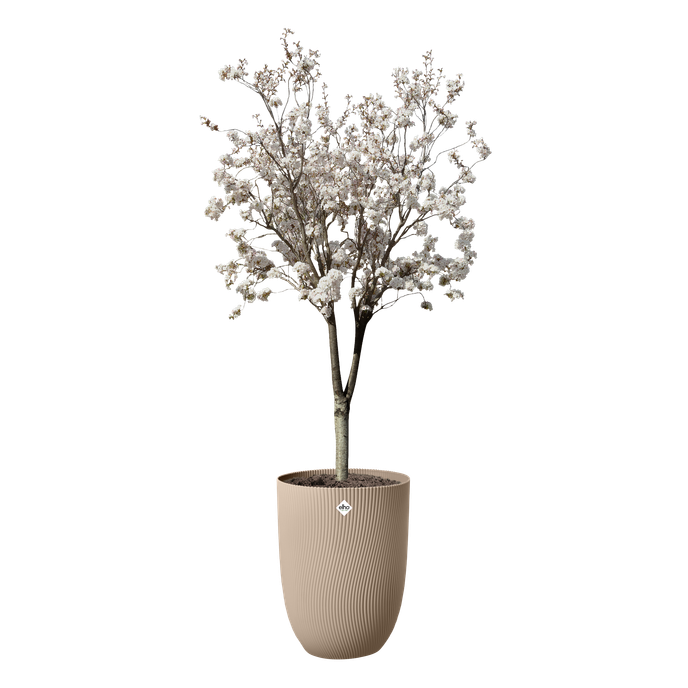 sereh high 40cm argilla fredda